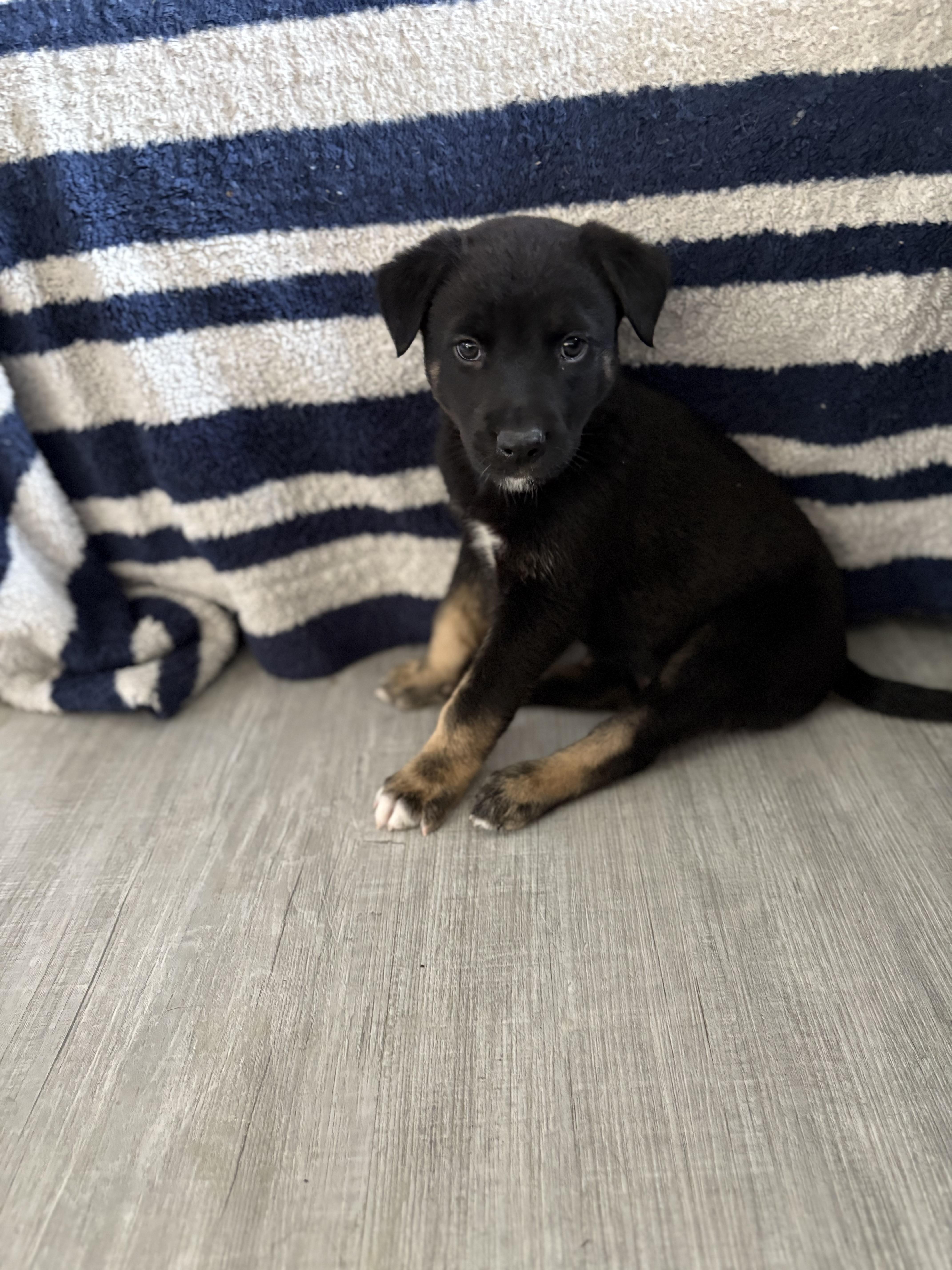 Bowser, Adoptable, Puppy Male Mixed Breed.