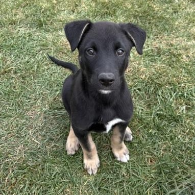 Bowser, Adoptable, Puppy Male Mixed Breed.