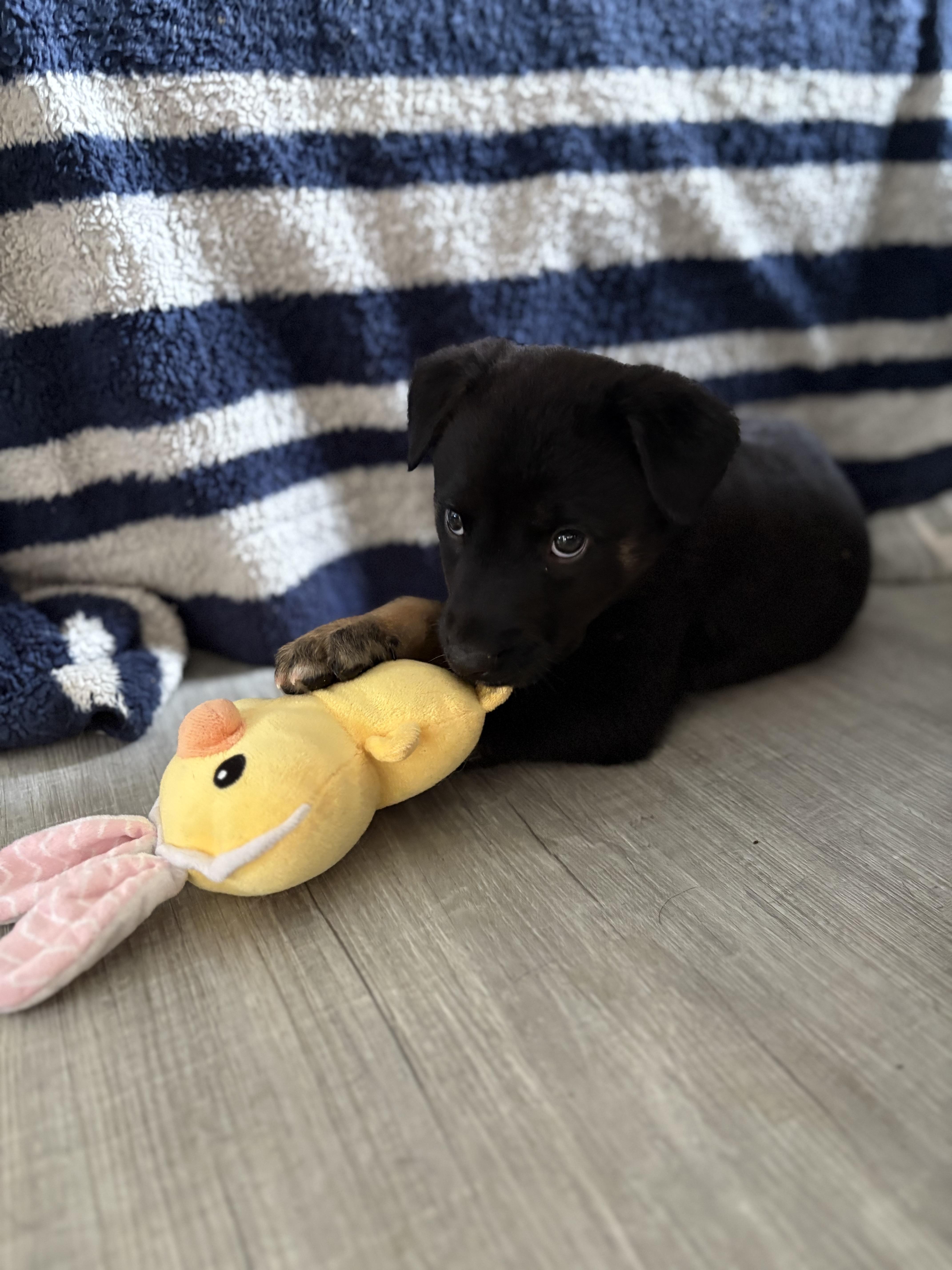 Enlarge Bowser, a Adoptable Mixed Breed in Saskatoon, SK image 2/2