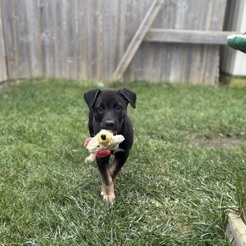 Enlarge Bowser, a Adoptable Mixed Breed in Saskatoon, SK image 3/5