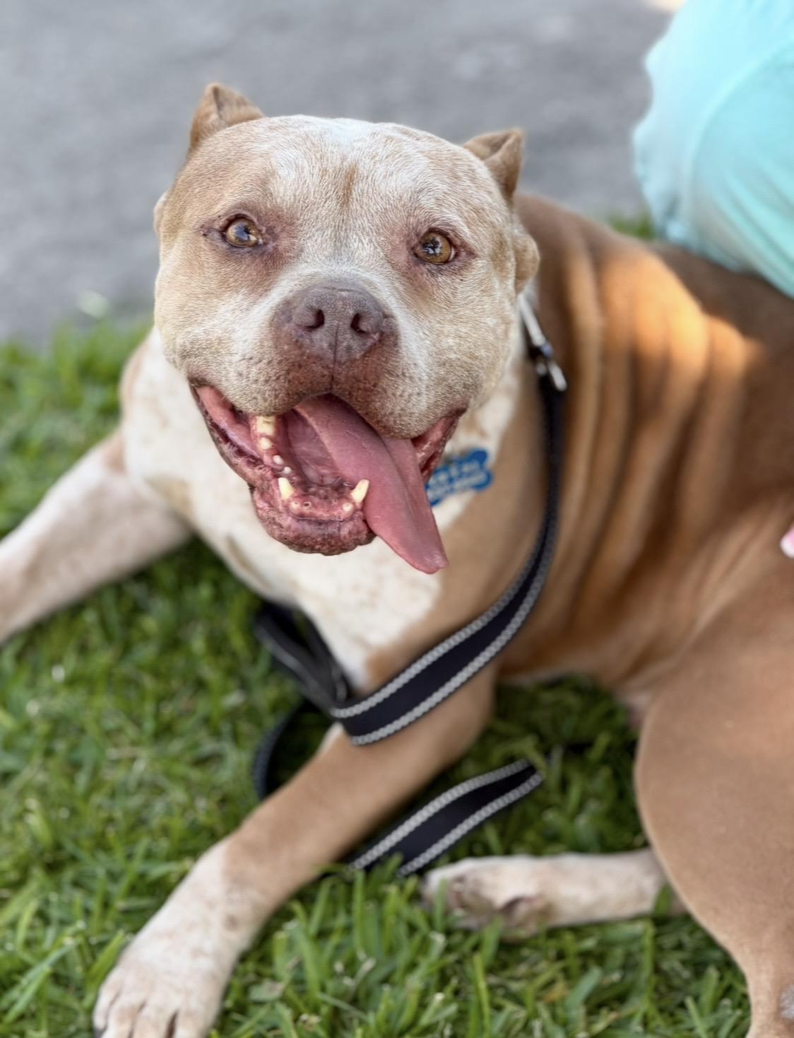 Cee Cee, a ADOPTABLE mixed breed in North Hollywood, CA image 4/5