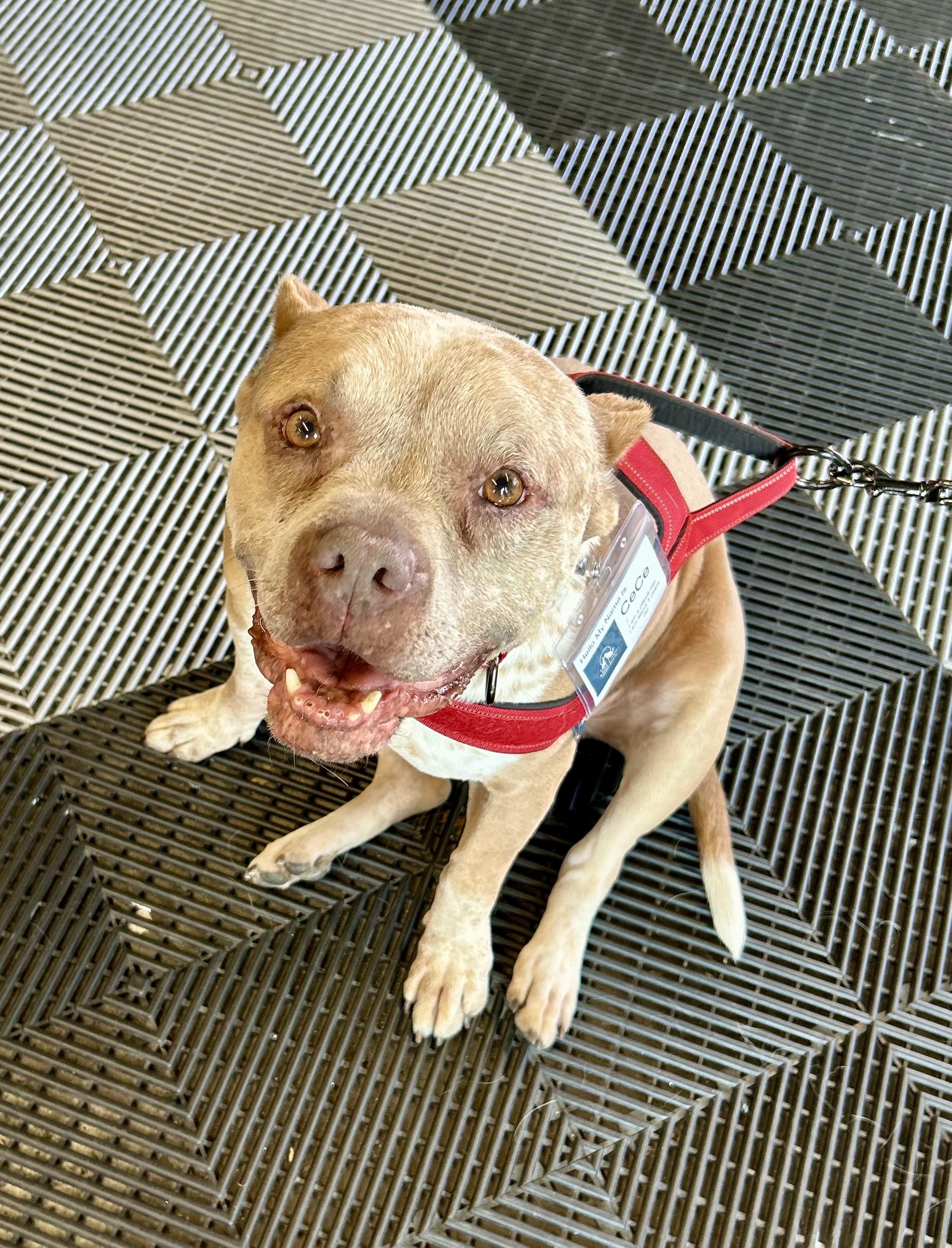 Enlarge Cee Cee, a ADOPTABLE mixed breed in North Hollywood, CA image 1/1