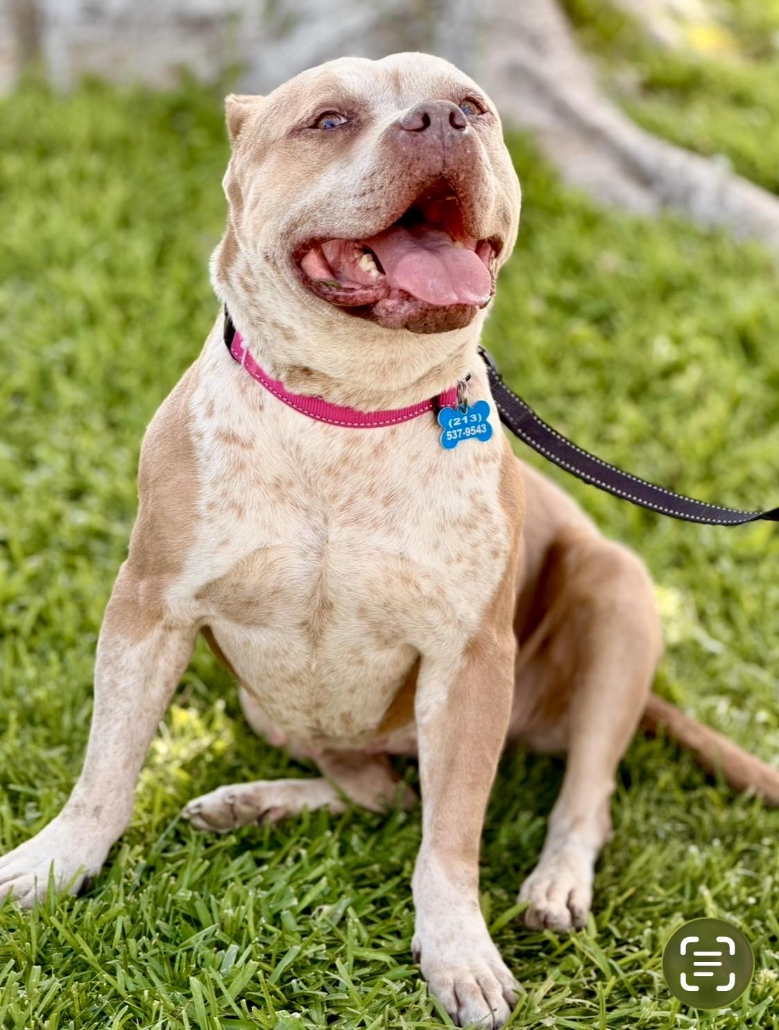 Cee Cee, ADOPTABLE, Adult Female Staffordshire Bull Terrier.