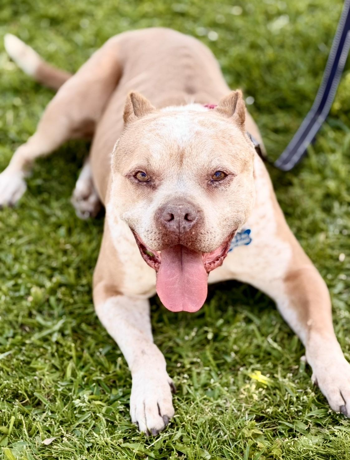 Cee Cee, a ADOPTABLE mixed breed in North Hollywood, CA image 2/5