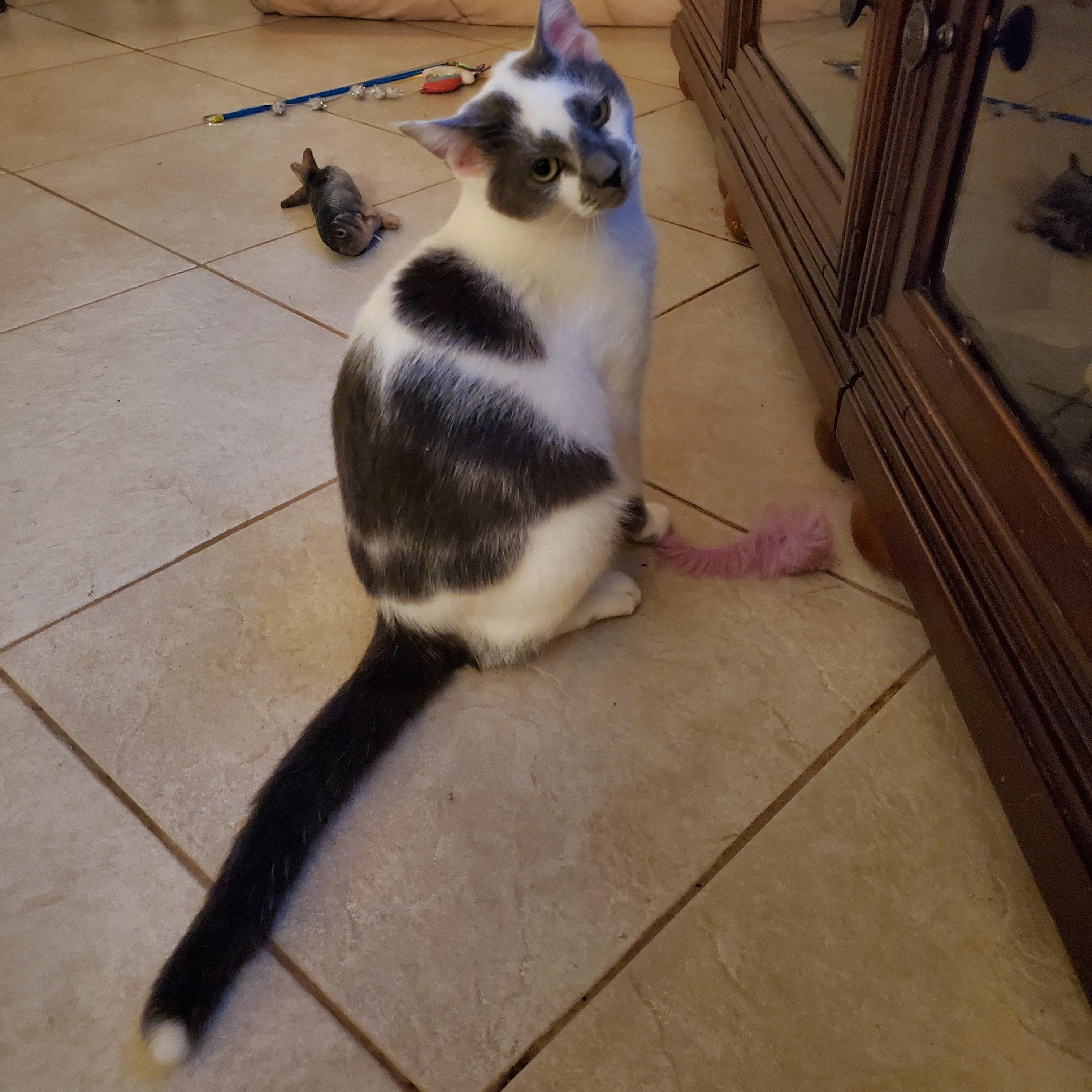 Enlarge Mayfield, a Adopted mixed breed in Port Orange, FL image 2/3
