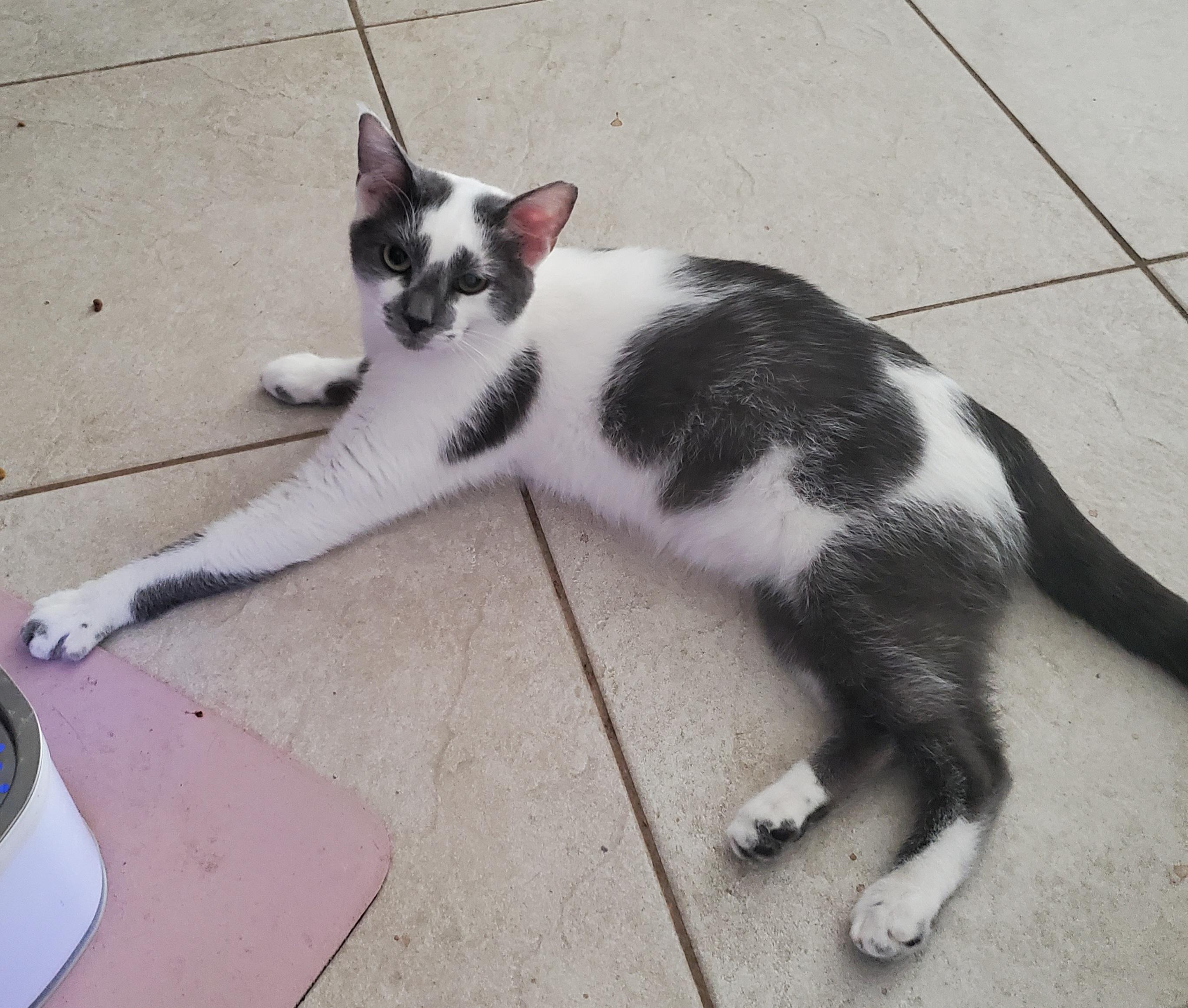 Enlarge Mayfield, a Adopted mixed breed in Port Orange, FL image 3/3