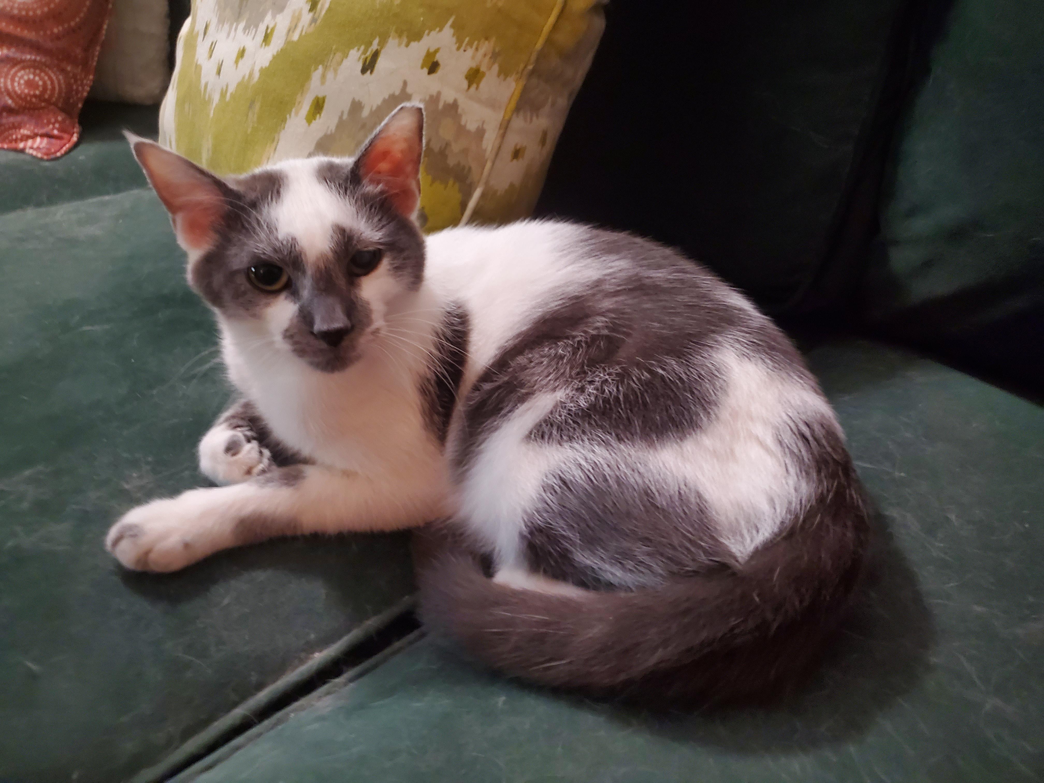 Mayfield, Adopted, Adult Male Domestic Short Hair.