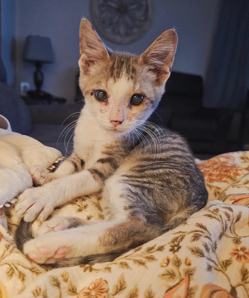 Bugsey, Adoptable, Kitten Male Domestic Short Hair.