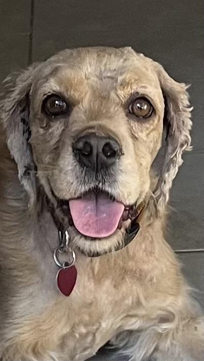 Peach, Adoptable, Young Female Cocker Spaniel.
