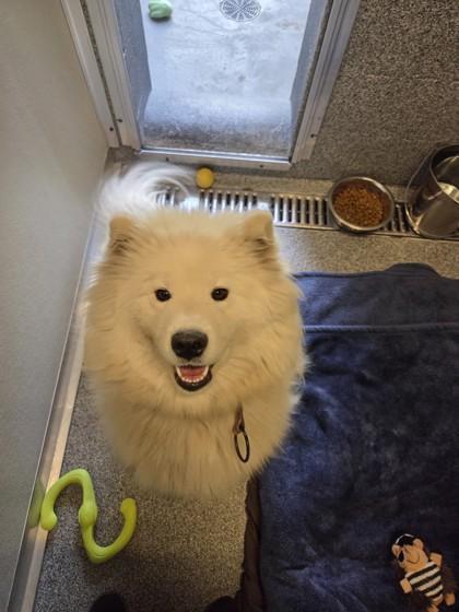 Enlarge Mushu, a ADOPTABLE Samoyed in Hamilton, MT image 1/1