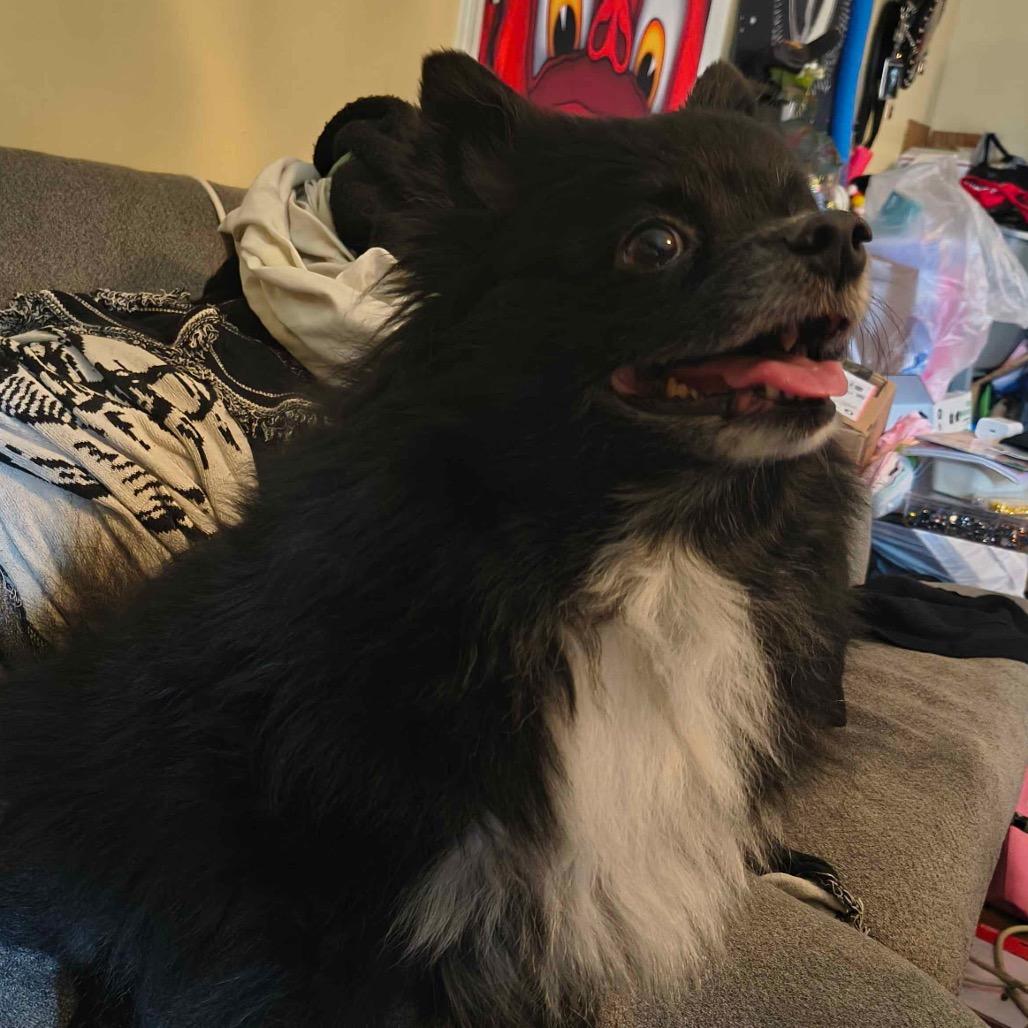 Wednesday, a Adoptable Pomeranian in Gulfport, MS image 1/6