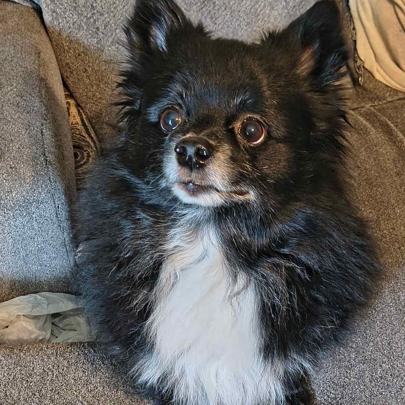 Wednesday, a Adoptable Pomeranian in Gulfport, MS image 2/6
