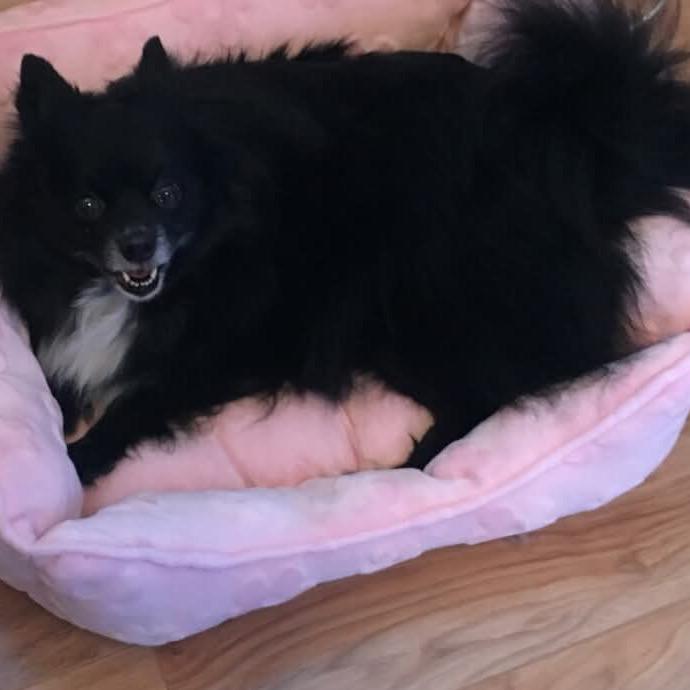 Wednesday, a Adoptable Pomeranian in Gulfport, MS image 3/6