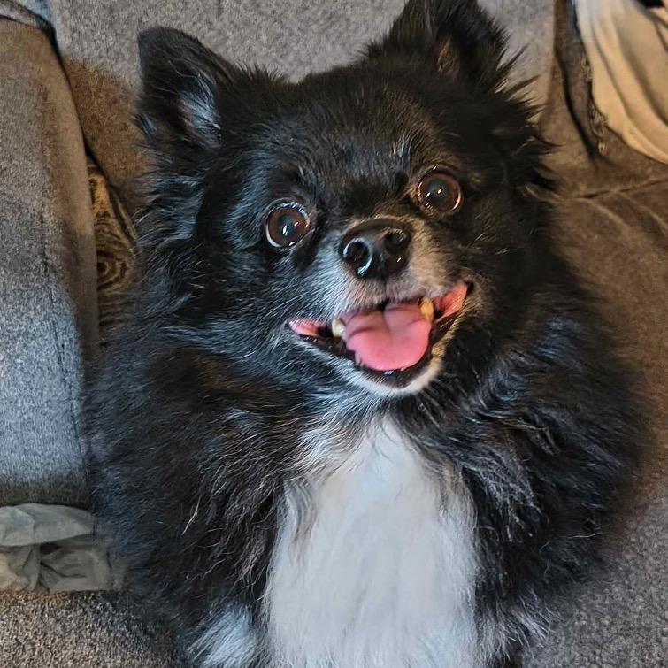 Wednesday, a Adoptable Pomeranian in Gulfport, MS image 4/6