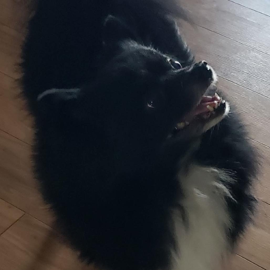 Wednesday, a Adoptable Pomeranian in Gulfport, MS image 5/6