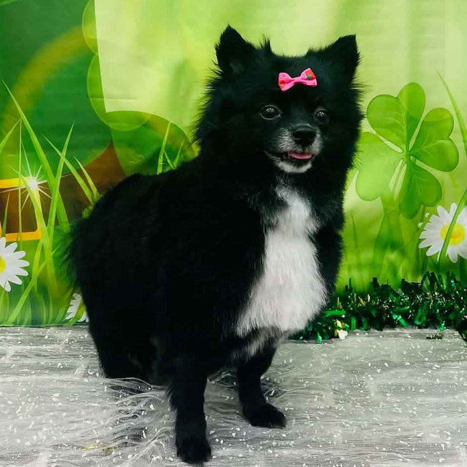 Wednesday, a Adoptable Pomeranian in Gulfport, MS image 6/6