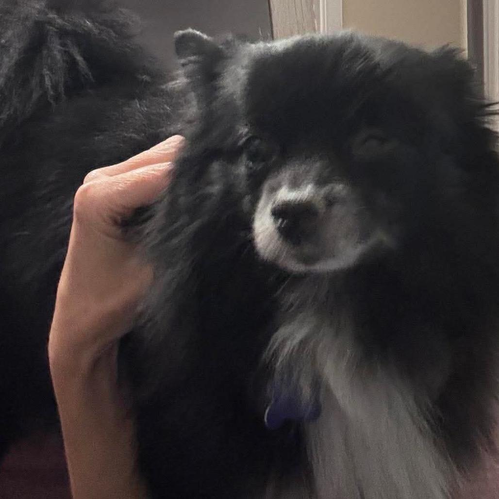 Wednesday, a Adoptable Pomeranian in Gulfport, MS image 6/6