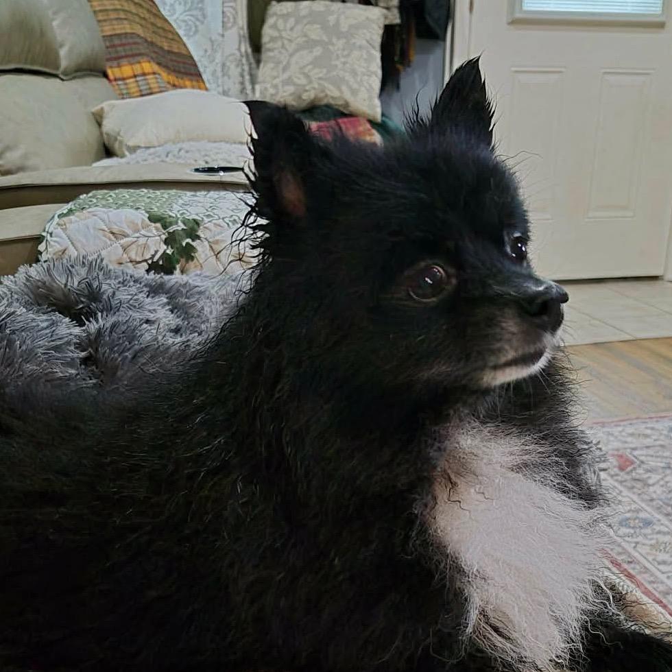 Enlarge Wednesday, a Adoptable Pomeranian in Gulfport, MS image 6/6