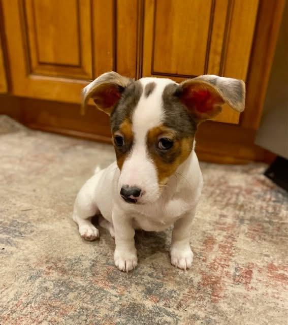 Enlarge Cash , an adopted mixed breed in Orland Park, IL image 3/6