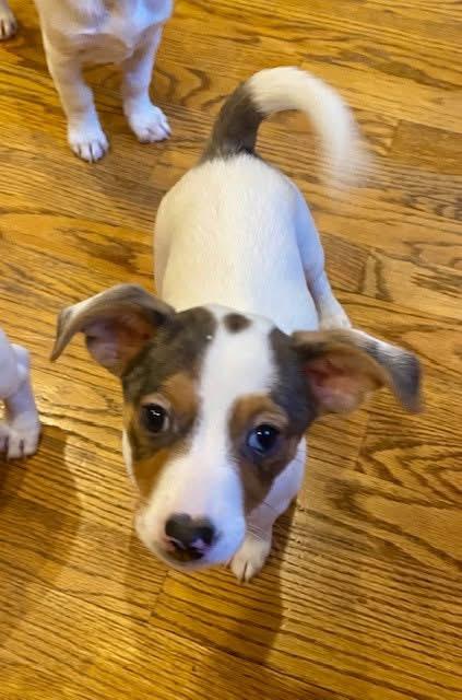 Enlarge Cash , an adopted mixed breed in Orland Park, IL image 4/6