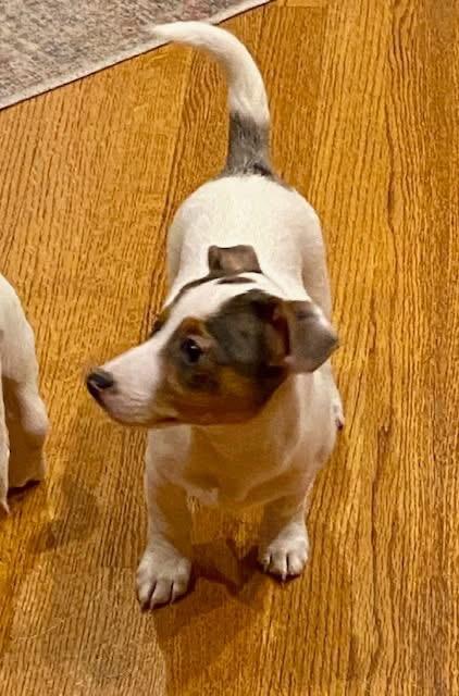 Enlarge Cash , an adopted mixed breed in Orland Park, IL image 5/6