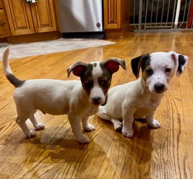 Enlarge Cash , an adopted mixed breed in Orland Park, IL image 6/6