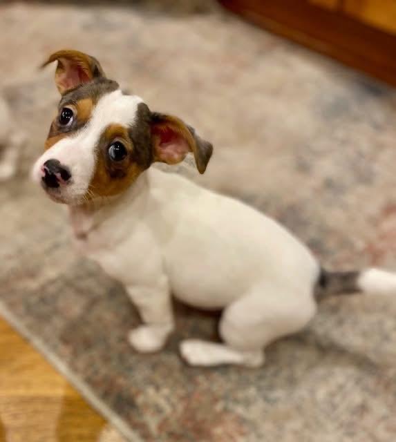 Enlarge Cash , an adopted mixed breed in Orland Park, IL image 1/6