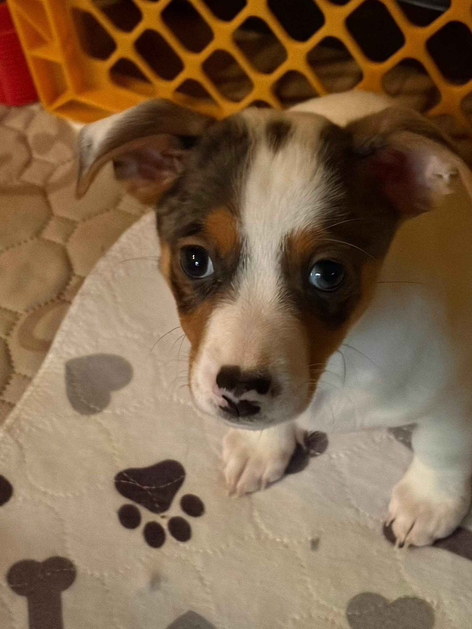 Enlarge Cash , an adopted mixed breed in Orland Park, IL image 2/6