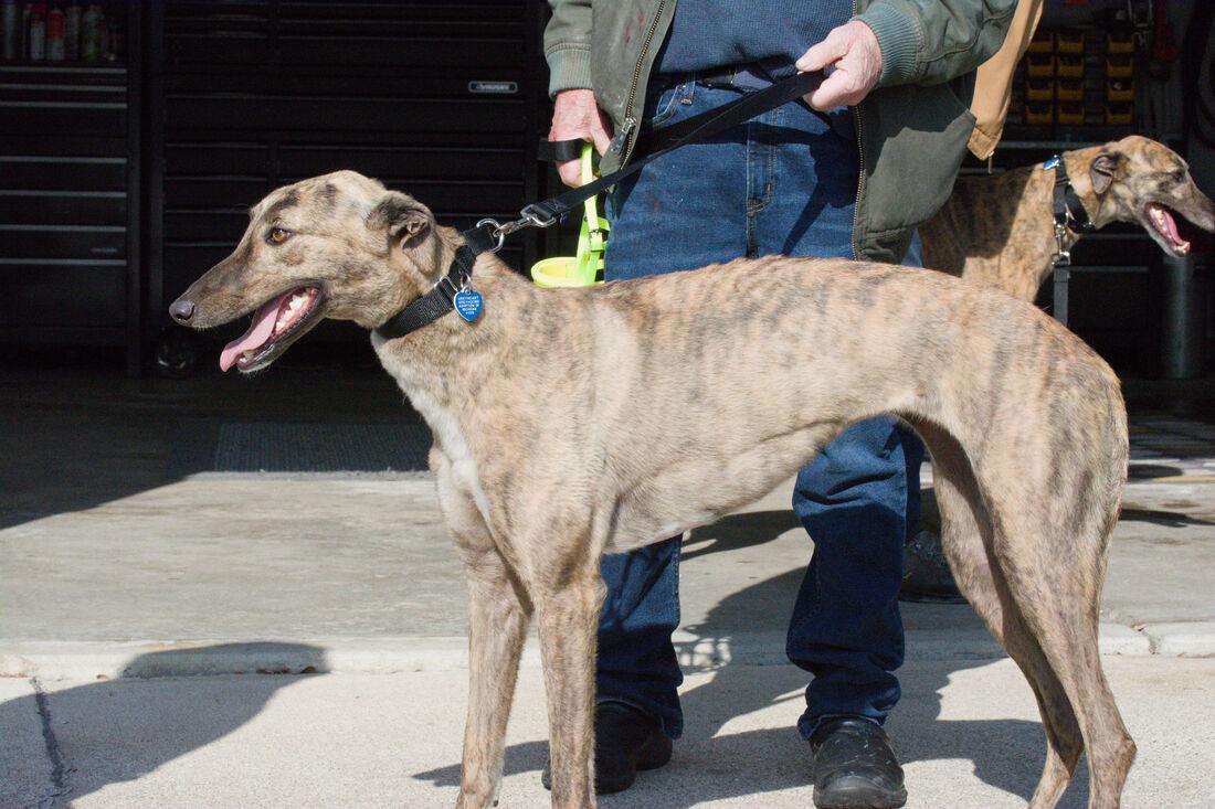 Enlarge Charmaine, an adopted Greyhound in Flat Rock, MI image 1/1