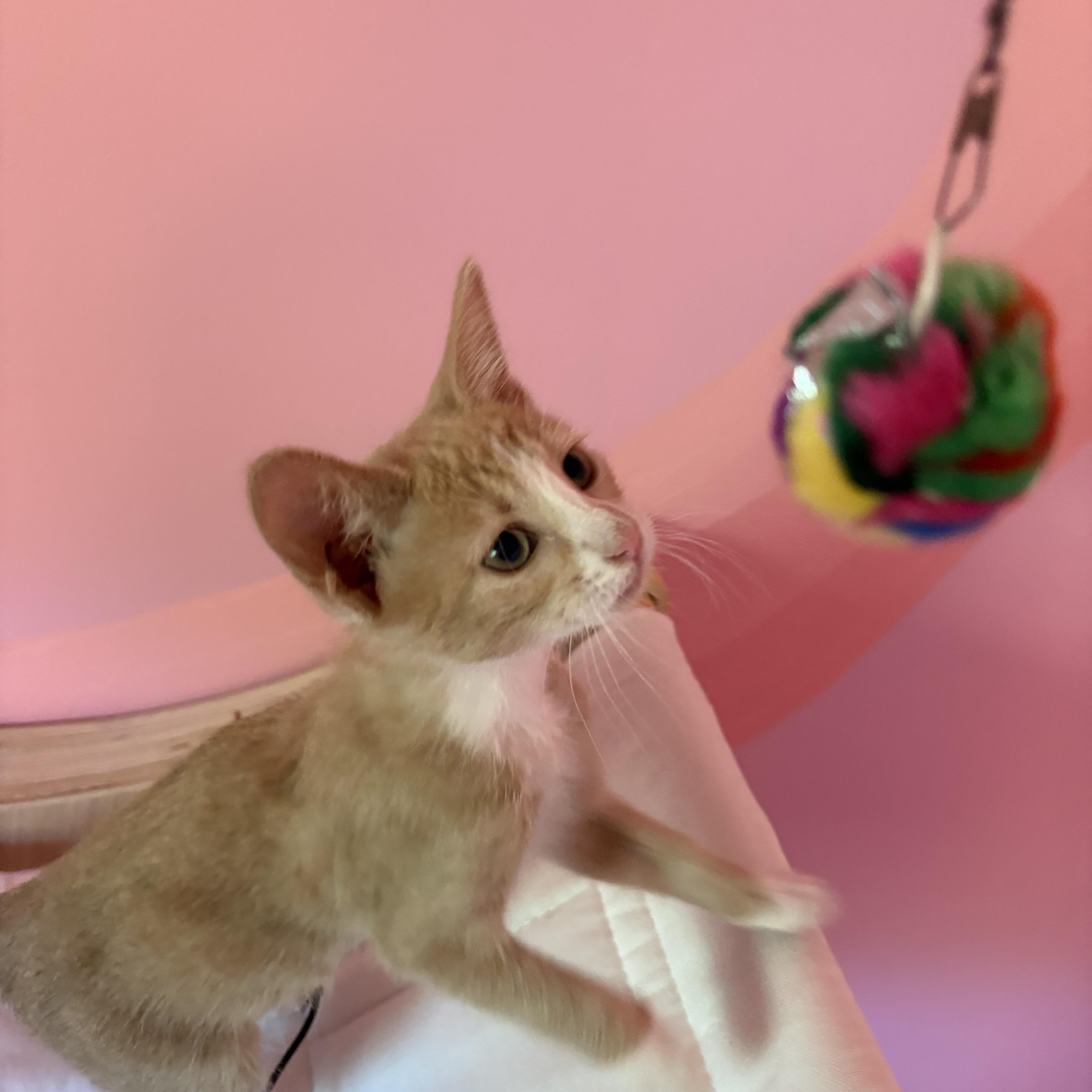 Enlarge Adoptable Now-Sopapilla, a Adoptable Tabby in Laurel, MD image 3/3