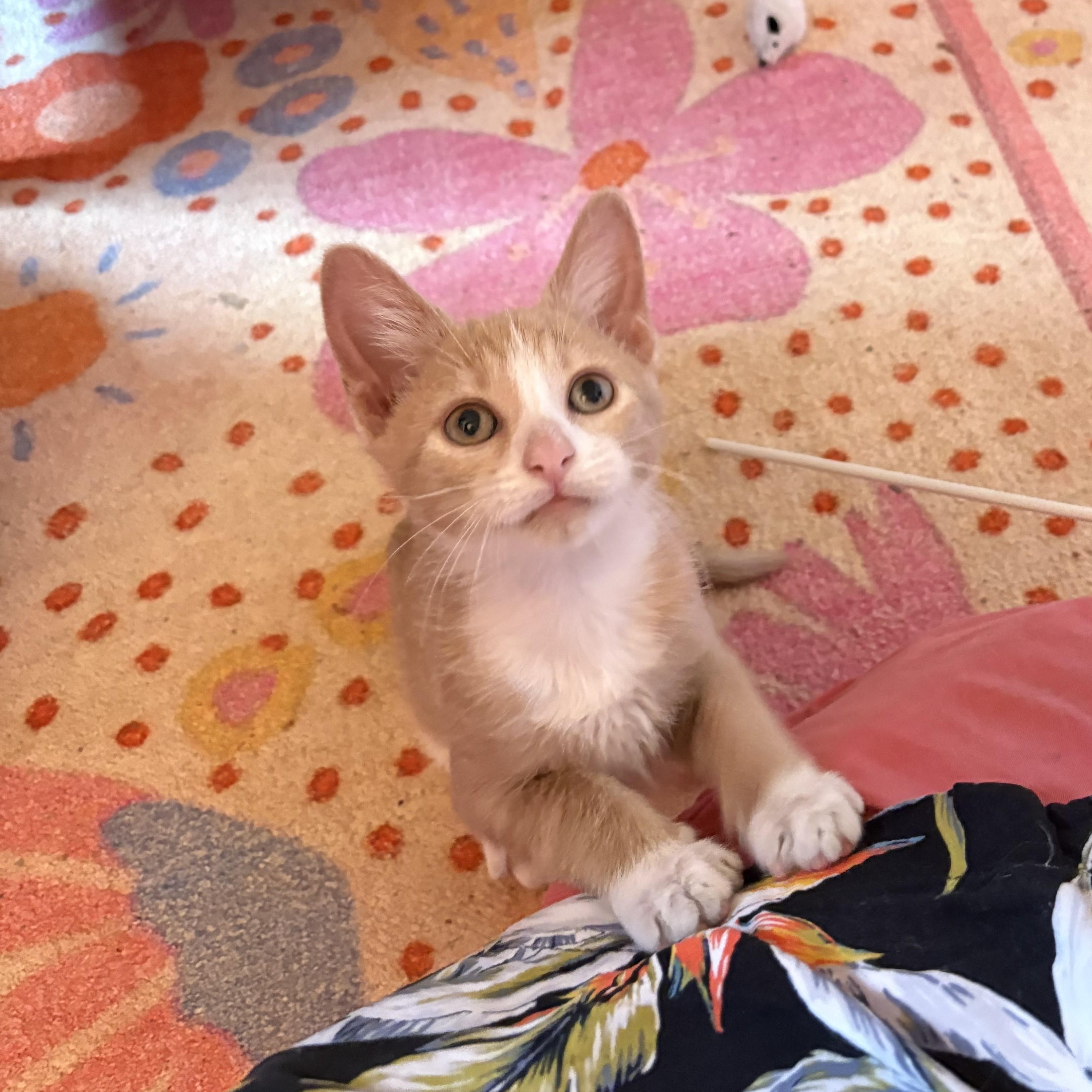 Adoptable Now-Sopapilla, adopted, Kitten Female Tabby.