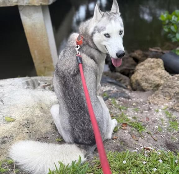 Clay, ADOPTABLE, Young Male Siberian Husky & Husky.