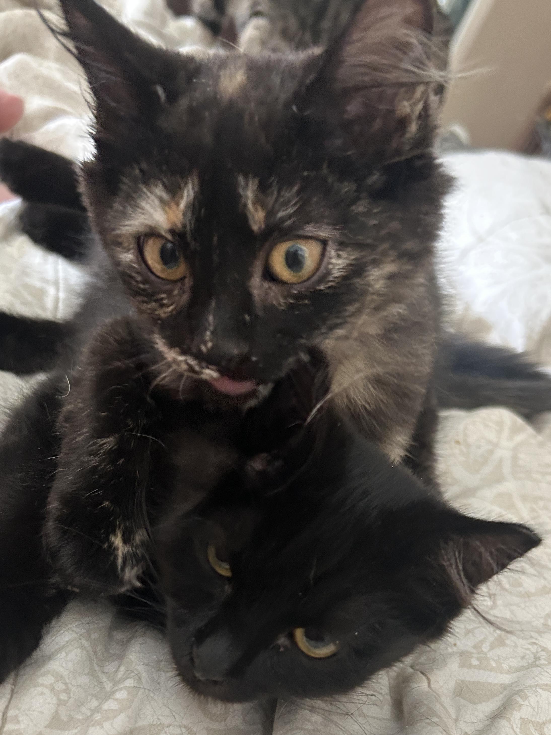 Flora and Jinu, Adoptable, Kitten Female Domestic Medium Hair.