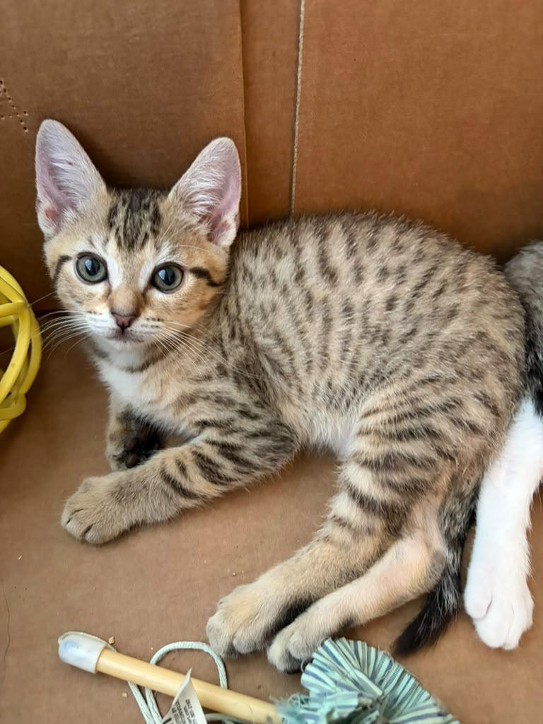 Enlarge Poppy, a Adoptable Domestic Short Hair in Melbourne , FL image 4/4