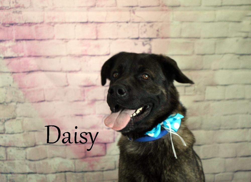 Enlarge Daisy, a ADOPTABLE mixed breed in Quincy, MI image 2/6