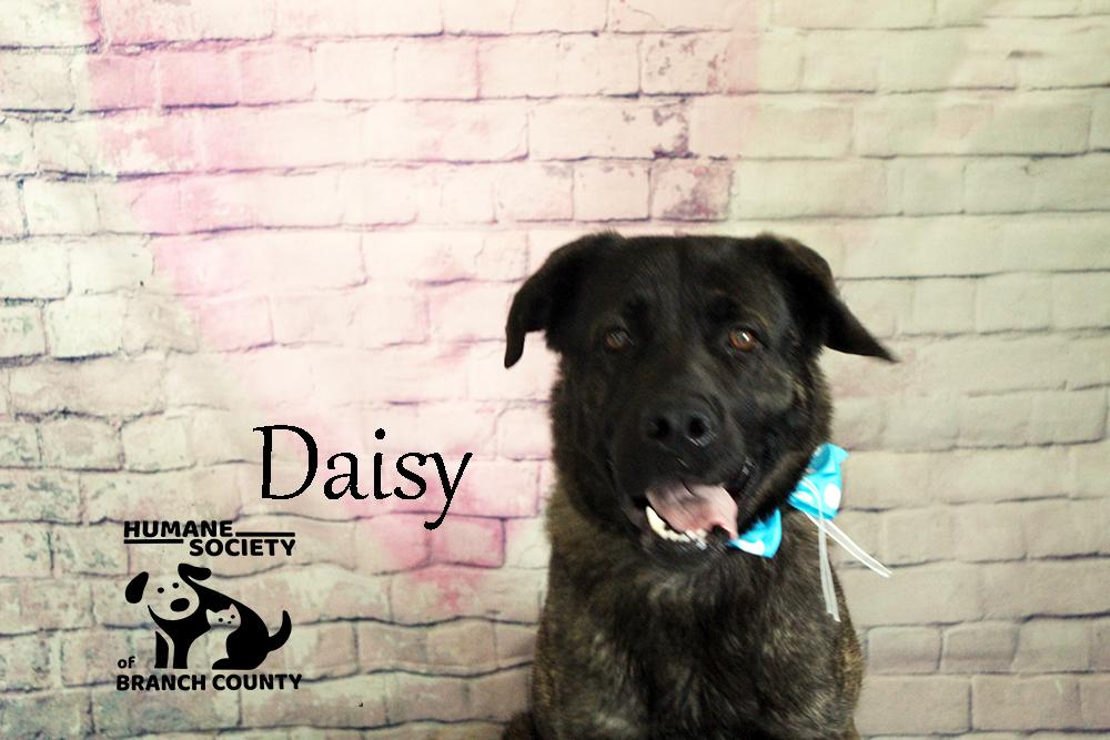Daisy, ADOPTABLE, Young Female Black Labrador Retriever.