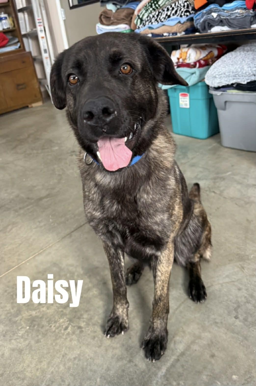 Enlarge Daisy, a ADOPTABLE mixed breed in Quincy, MI image 3/6
