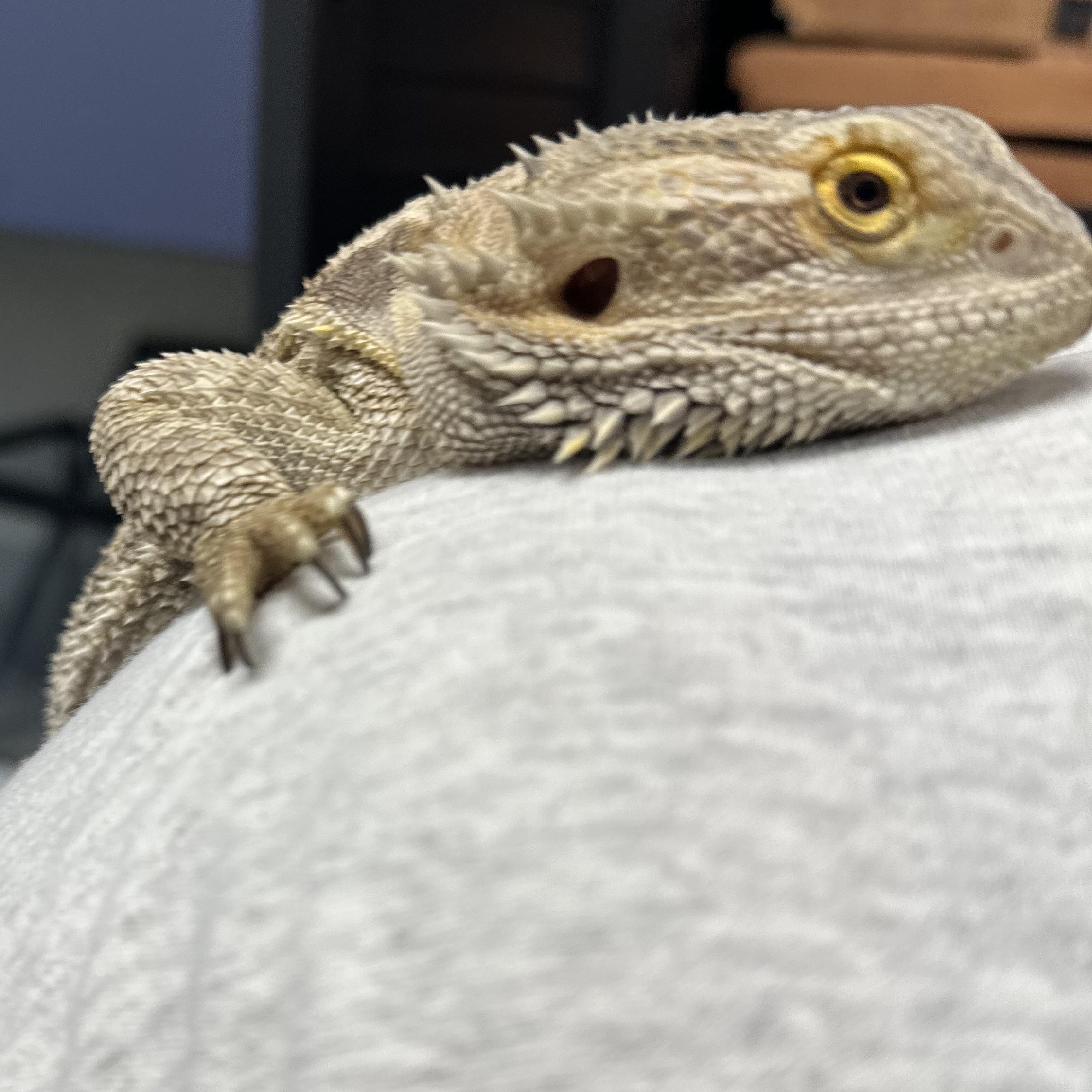 Darla (ID 47287/ 2073) photo 2