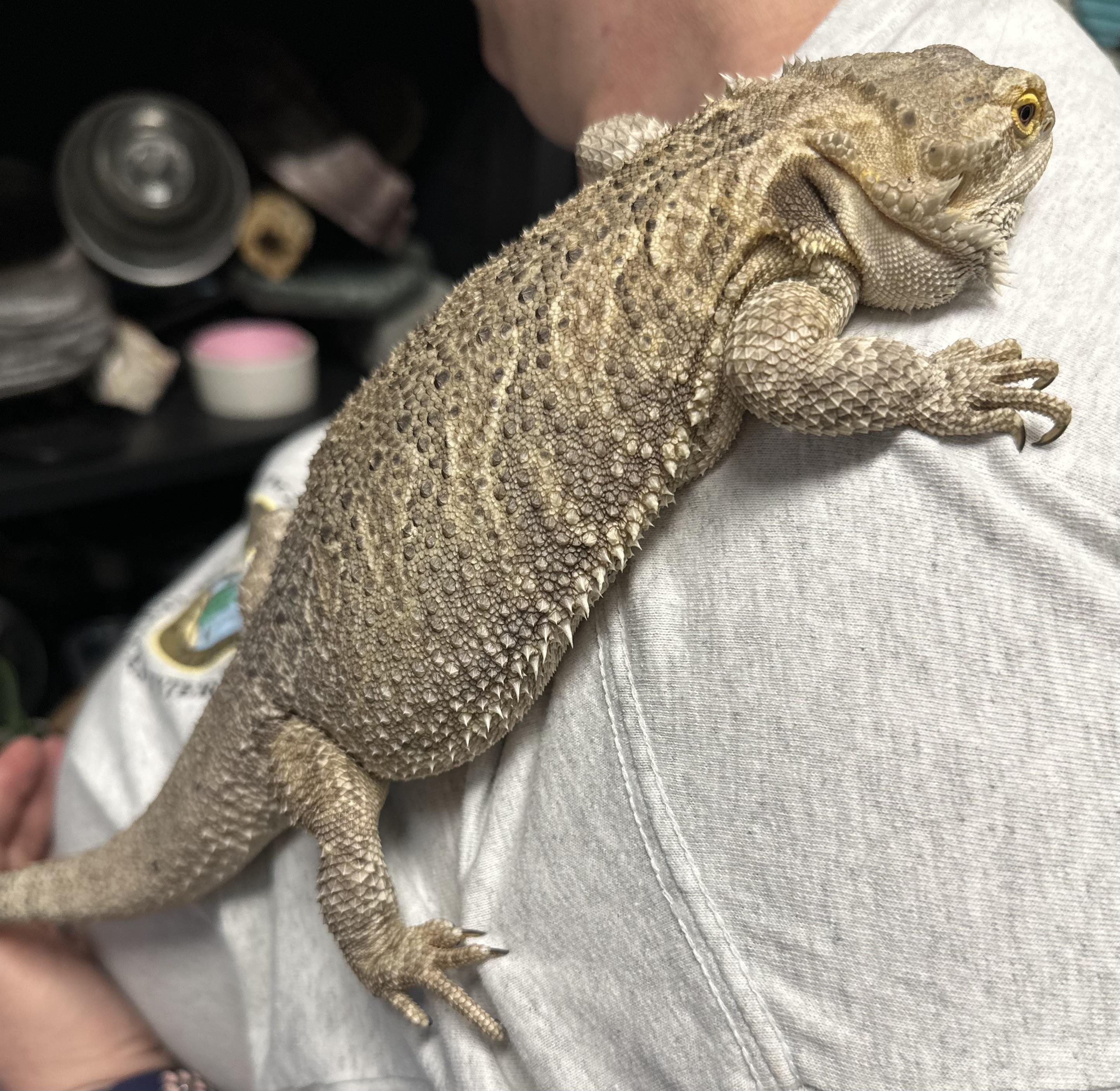 Darla (ID 47287/ 2073), Adult Female Bearded Dragon