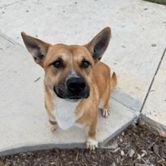 Enlarge Videl, a Adoptable mixed breed in Windcrest, TX image 5/6