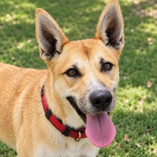 Videl, Adoptable, Adult Female Shepherd.