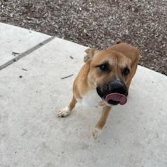 Enlarge Videl, a Adoptable mixed breed in Windcrest, TX image 3/6