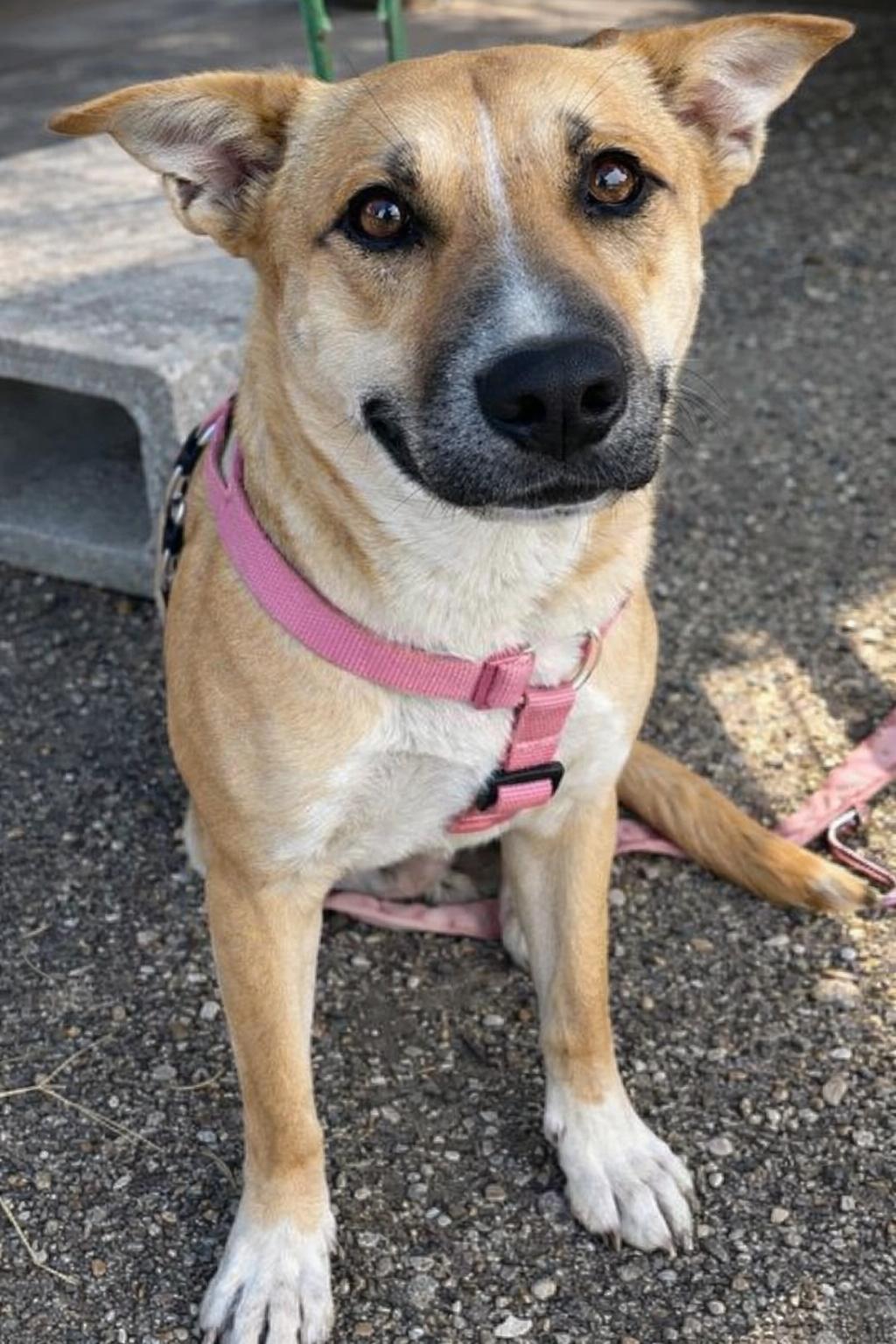 Enlarge Videl, a Adoptable mixed breed in Windcrest, TX image 6/6