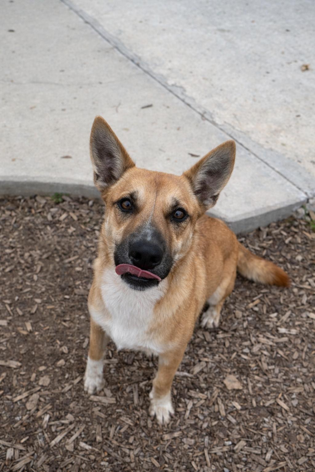 Enlarge Videl, a Adoptable mixed breed in Windcrest, TX image 2/6