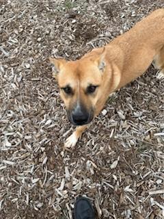 Enlarge Videl, a Adoptable mixed breed in Windcrest, TX image 4/6