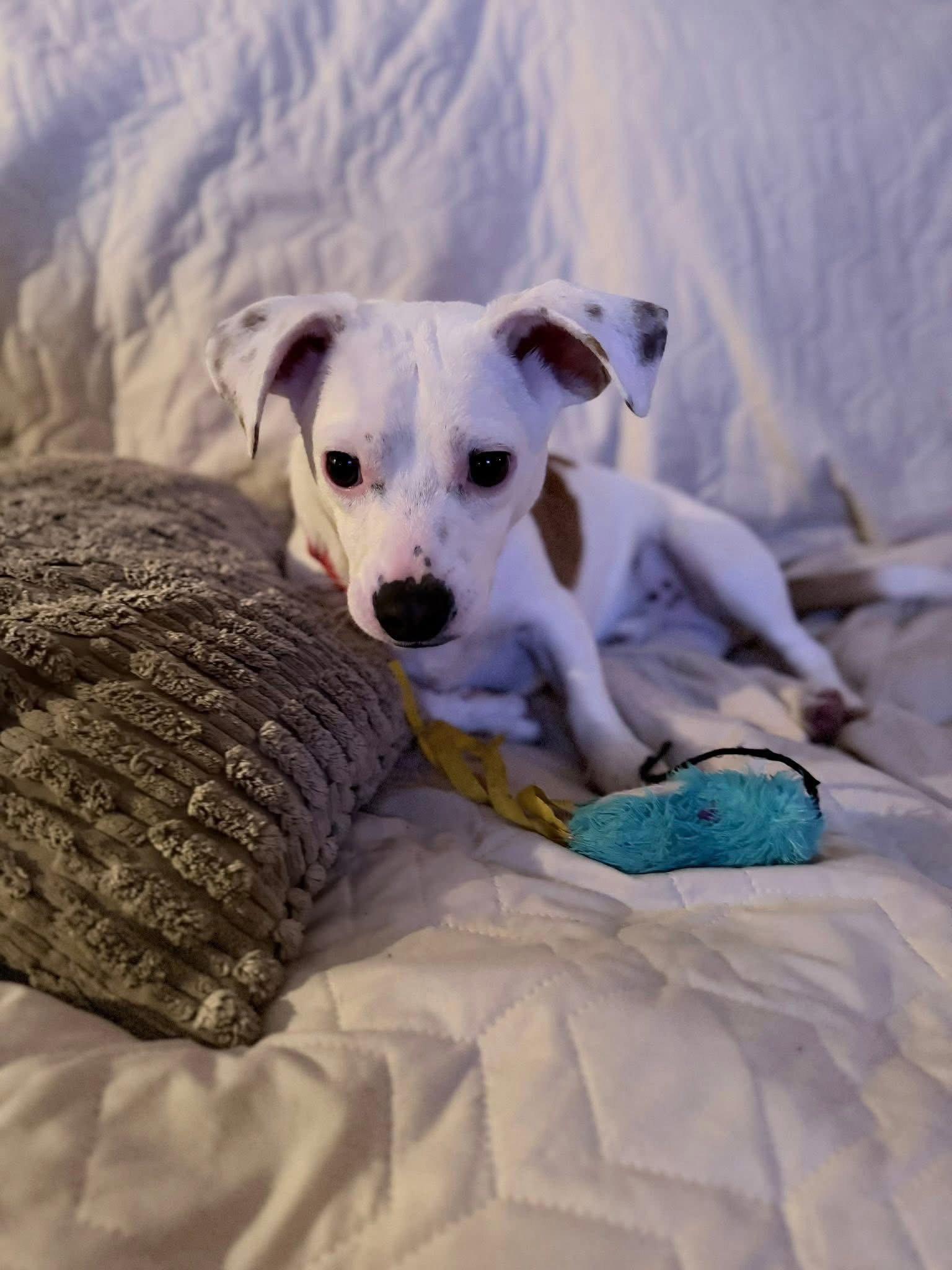 Jude, Adopted, Young Male Chihuahua.