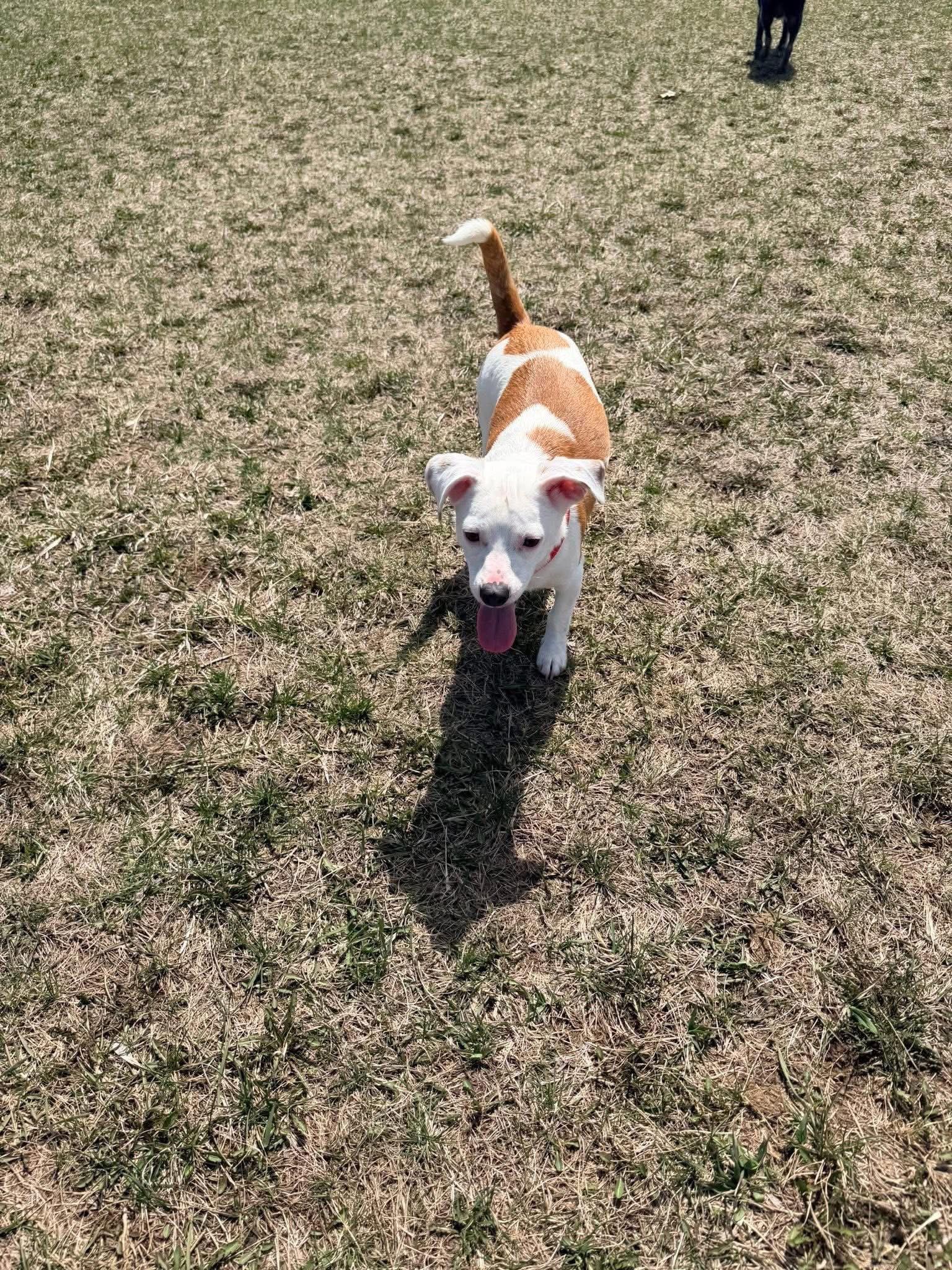 Enlarge Jude, a Adopted Chihuahua in New London, WI image 2/2