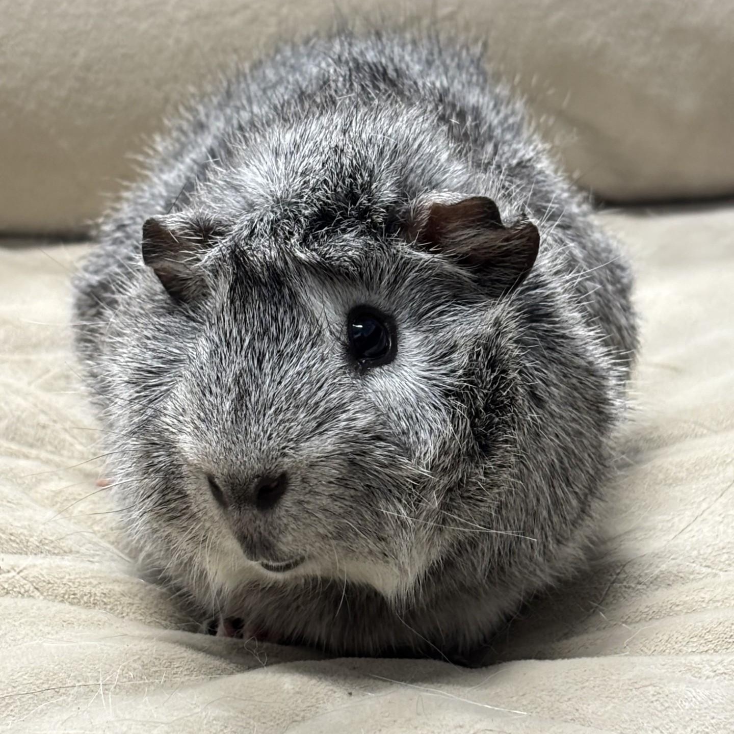 Oreo, an adopted Guinea Pig in Stafford, VA image 3/3