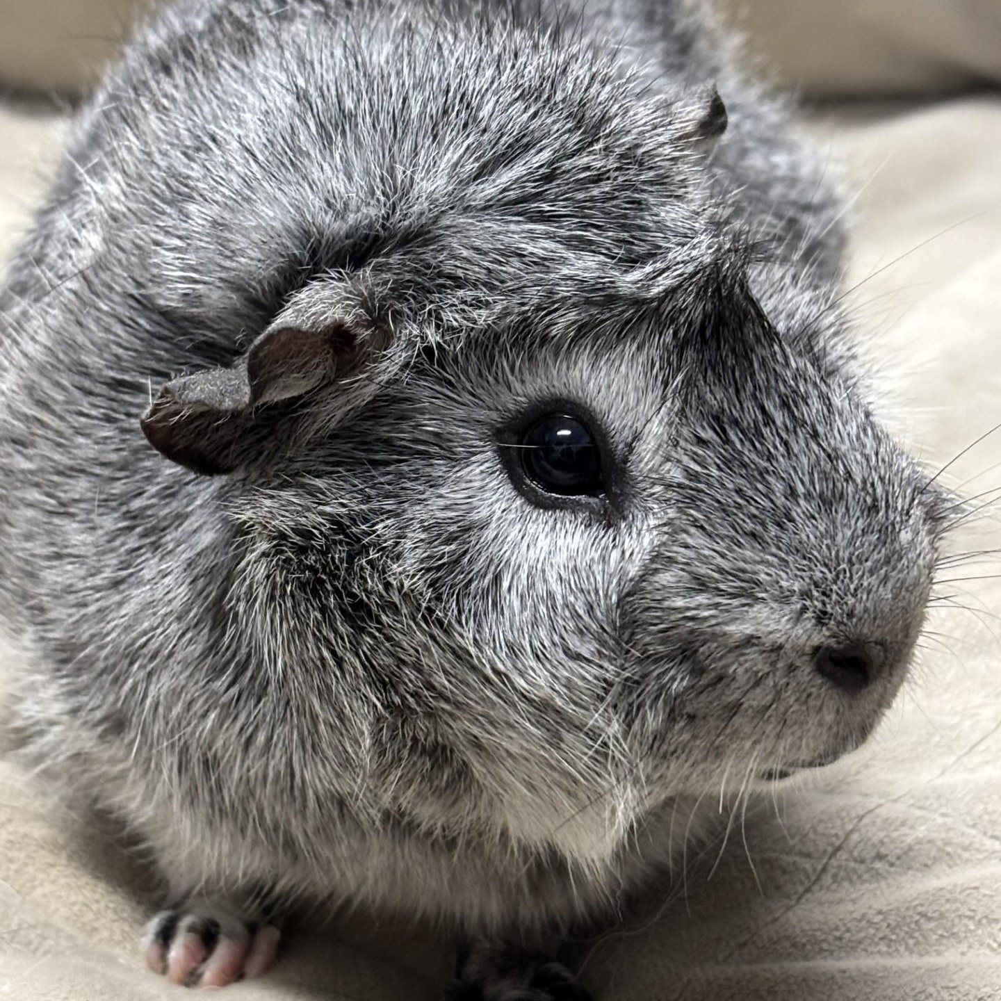 Oreo, adopted, Adult Male Guinea Pig.