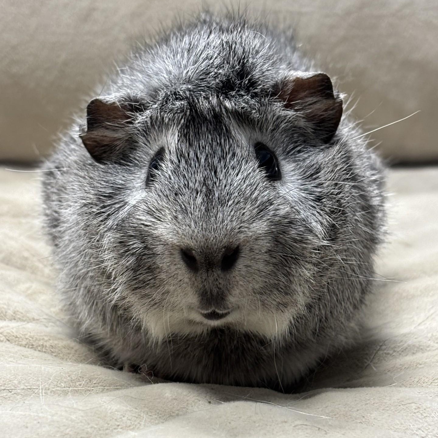 Oreo, an adopted Guinea Pig in Stafford, VA image 2/3